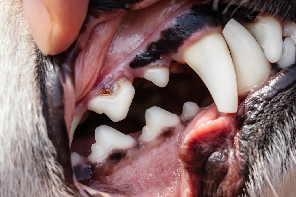 Peridontal disease, teeth root furcation, closeup dog mouth Peridontal disease in dogs